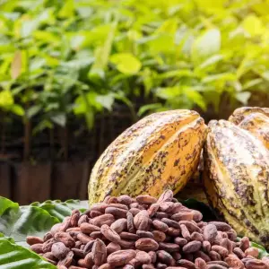 Explore 4 Days Santa Marta, Tayrona and Minca for 4 days with BnB Colombia Tours and discover unforgettable experiences - Photo 3