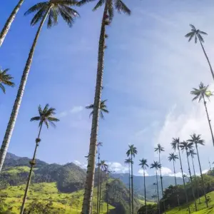 Explore 5 Days - Coffee Zone Off the Beaten Path for 5 days with BnB Colombia Tours and discover unforgettable experiences - Photo 2