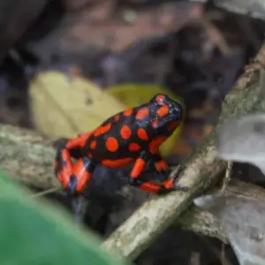 Explore The Pacific Coast Wilderness and Whale Watching for 4 days with BnB Colombia Tours and discover unforgettable experiences - Photo 8