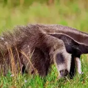 Explore 3 Days Casanare – Colombian Cowboys And Wildlife for 3 days with BnB Colombia Tours and discover unforgettable experiences - Photo 9