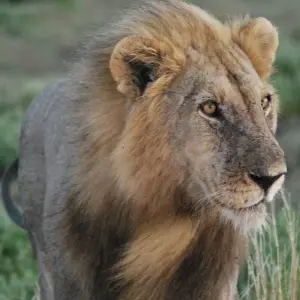 Explore 7 Days Sossusvlei , Coast & Etosha Accommodated Tour for 7 days with Bluecrane Safaris Namibia and discover unforgettable experiences - Photo 11