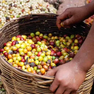 Explore 4 Days Santa Marta, Tayrona and Minca for 4 days with BnB Colombia Tours and discover unforgettable experiences - Photo 4