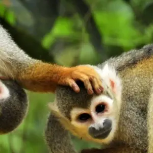 Explore 4  Days Wonders of the Amazon for 4 days with BnB Colombia Tours and discover unforgettable experiences - Photo 4