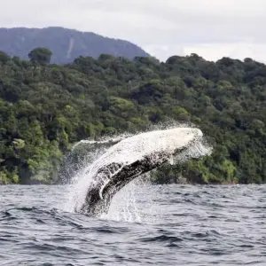 Explore The Pacific Coast Wilderness and Whale Watching for 4 days with BnB Colombia Tours and discover unforgettable experiences - Photo 10