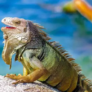 Explore 4 Days Santa Marta, Tayrona and Minca for 4 days with BnB Colombia Tours and discover unforgettable experiences - Photo 6