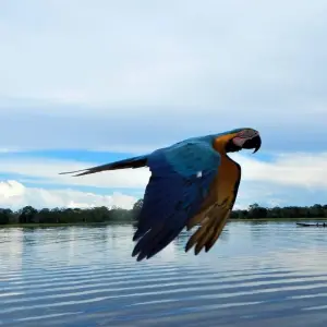 Explore 4  Days Wonders of the Amazon for 4 days with BnB Colombia Tours and discover unforgettable experiences - Photo 6