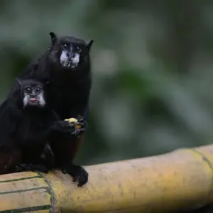 Explore 4  Days Wonders of the Amazon for 4 days with BnB Colombia Tours and discover unforgettable experiences - Photo 8