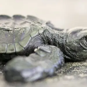 Explore 4 Days Capurgana and Turtles for 4 days with BnB Colombia Tours and discover unforgettable experiences - Photo 9