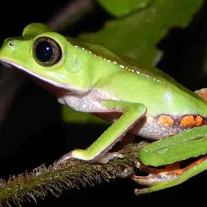 Explore 4  Days Wonders of the Amazon for 4 days with BnB Colombia Tours and discover unforgettable experiences - Photo 9