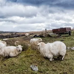 Explore Highlights of Britain for 11 days with Blue-Roads Touring and discover unforgettable experiences - Photo 7