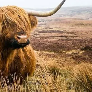 Explore A Scottish Journey for 10 days with Blue-Roads Touring and discover unforgettable experiences - Photo 7