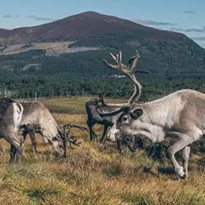 Explore A Scottish Journey for 10 days with Blue-Roads Touring and discover unforgettable experiences - Photo 10