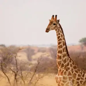 Explore Affordable 7-Day Kenya Budget Luxury Adventure Safari - (With a Free Expert Wildlife Guide) for 7 days with Bonvoyage Kenya Safaris and discover unforgettable experiences - Photo 2