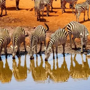 Explore Affordable 3-Day Budget Luxury Masai Mara Safari in Kenya - With Free Night at Nairobi Hotel for 3 days with Bonvoyage Kenya Safaris and discover unforgettable experiences - Photo 2