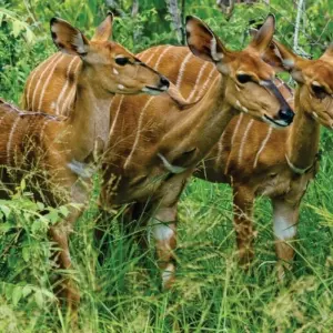 Explore Affordable 4-Day Budget Luxury Masai Mara Fly-in safari (from Nairobi Airport) for 4 days with Bonvoyage Kenya Safaris and discover unforgettable experiences - Photo 3