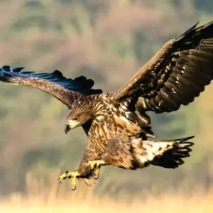 Explore 7-Day Kenya Budget Group Joining Safaris (In a Shared Low-cost 4x4 Jeep) for 7 days with Bonvoyage Kenya Safaris and discover unforgettable experiences - Photo 3