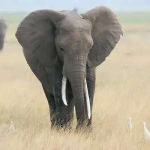 Explore Affordable 3-Day Budget Luxury Masai Mara Safari in Kenya - With Free Night at Nairobi Hotel for 3 days with Bonvoyage Kenya Safaris and discover unforgettable experiences - Photo 3