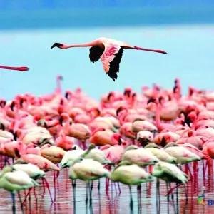 Explore Affordable 5-Day Amboseli & Masai Mara Kenya Budget Joining Tour for groups for 5 days with Bonvoyage Kenya Safaris and discover unforgettable experiences - Photo 3