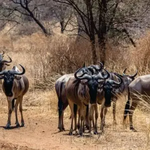 Explore Affordable 4-Day Budget Luxury Masai Mara Fly-in safari (from Nairobi Airport) for 4 days with Bonvoyage Kenya Safaris and discover unforgettable experiences - Photo 4