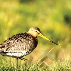 Explore Affordable 7-Day Kenya Budget Luxury Adventure Safari - (With a Free Expert Wildlife Guide) for 7 days with Bonvoyage Kenya Safaris and discover unforgettable experiences - Photo 5