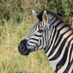 Explore Affordable 3-Day Budget Luxury Masai Mara Safari in Kenya - With Free Night at Nairobi Hotel for 3 days with Bonvoyage Kenya Safaris and discover unforgettable experiences - Photo 4