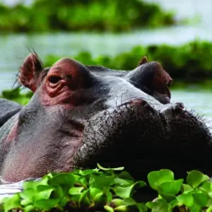 Explore Affordable 5-Day Amboseli & Masai Mara Kenya Budget Joining Tour for groups for 5 days with Bonvoyage Kenya Safaris and discover unforgettable experiences - Photo 4