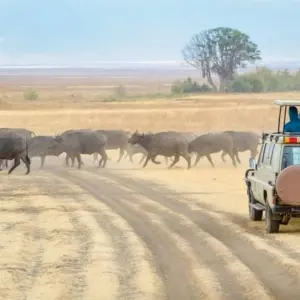 Explore Affordable 7-Day Kenya Budget Luxury Adventure Safari - (With a Free Expert Wildlife Guide) for 7 days with Bonvoyage Kenya Safaris and discover unforgettable experiences - Photo 6