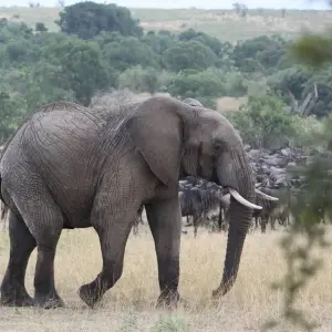 Explore Affordable 3-Day Budget Luxury Masai Mara Safari in Kenya - With Free Night at Nairobi Hotel for 3 days with Bonvoyage Kenya Safaris and discover unforgettable experiences - Photo 5