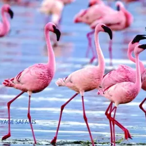 Explore Affordable 5-Day Amboseli & Masai Mara Kenya Budget Joining Tour for groups for 5 days with Bonvoyage Kenya Safaris and discover unforgettable experiences - Photo 5