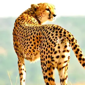 Explore 6 Days Kenya Budget Tours (with Free Night at Nairobi Hotel) for 6 days with Bonvoyage Kenya Safaris and discover unforgettable experiences - Photo 5