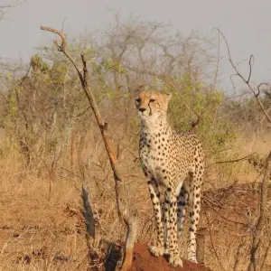 Explore 10-Day Budget Luxury Masai Mara Kenya Safari - Affordable Wildlife Trip & Beach for 10 days with Bonvoyage Kenya Safaris and discover unforgettable experiences - Photo 4