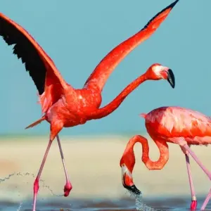 Explore Affordable 5-Day Amboseli & Masai Mara Kenya Budget Joining Tour for groups for 5 days with Bonvoyage Kenya Safaris and discover unforgettable experiences - Photo 6