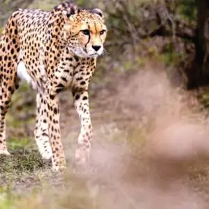 Explore Affordable 4-Day Budget Luxury Masai Mara Fly-in safari (from Nairobi Airport) for 4 days with Bonvoyage Kenya Safaris and discover unforgettable experiences - Photo 7