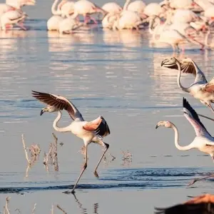 Explore 6 Days Kenya Budget Tours (with Free Night at Nairobi Hotel) for 6 days with Bonvoyage Kenya Safaris and discover unforgettable experiences - Photo 6