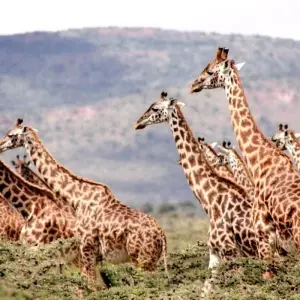 Explore Affordable 3-Day Budget Luxury Masai Mara Safari in Kenya - With Free Night at Nairobi Hotel for 3 days with Bonvoyage Kenya Safaris and discover unforgettable experiences - Photo 6