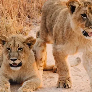 Explore 10-Day Budget Luxury Masai Mara Kenya Safari - Affordable Wildlife Trip & Beach for 10 days with Bonvoyage Kenya Safaris and discover unforgettable experiences - Photo 5