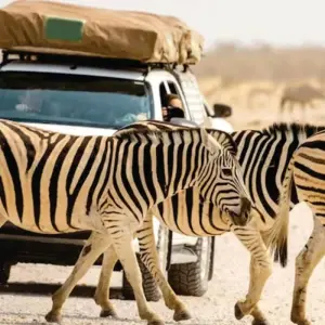 Explore 7-Day Kenya Budget Group Joining Safaris (In a Shared Low-cost 4x4 Jeep) for 7 days with Bonvoyage Kenya Safaris and discover unforgettable experiences - Photo 7