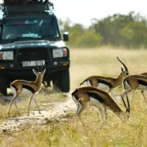 Explore Affordable 5-Day Amboseli & Masai Mara Kenya Budget Joining Tour for groups for 5 days with Bonvoyage Kenya Safaris and discover unforgettable experiences - Photo 7