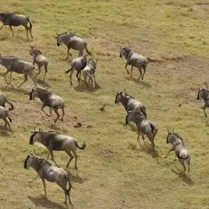 Explore 6 Days Kenya Budget Tours (with Free Night at Nairobi Hotel) for 6 days with Bonvoyage Kenya Safaris and discover unforgettable experiences - Photo 7