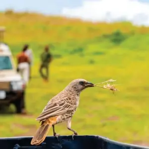 Explore 10-Day Budget Luxury Masai Mara Kenya Safari - Affordable Wildlife Trip & Beach for 10 days with Bonvoyage Kenya Safaris and discover unforgettable experiences - Photo 6