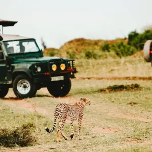 Explore Affordable 3-Day Budget Luxury Masai Mara Safari in Kenya - With Free Night at Nairobi Hotel for 3 days with Bonvoyage Kenya Safaris and discover unforgettable experiences - Photo 7