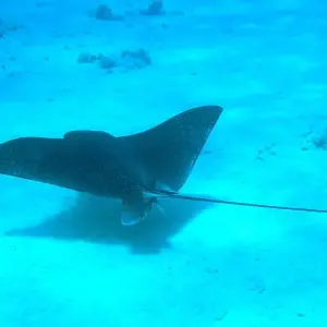 Explore 8 Days Cairo, Luxor & Sharm El Sheikh trip for 8 days with Booking To Egypt and discover unforgettable experiences - Photo 2