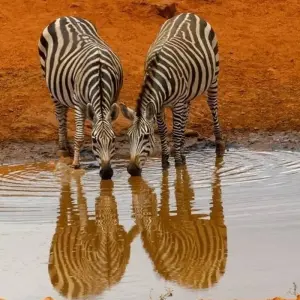 Explore 6 Days Kenya Budget Tours (with Free Night at Nairobi Hotel) for 6 days with Bonvoyage Kenya Safaris and discover unforgettable experiences - Photo 10