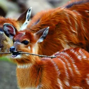 Explore 6 Days Kenya Budget Tours (with Free Night at Nairobi Hotel) for 6 days with Bonvoyage Kenya Safaris and discover unforgettable experiences - Photo 11