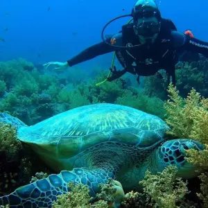 Explore Snorkeling by Boat to Ras Mohamed for 1 days with Booking To Egypt and discover unforgettable experiences - Photo 6