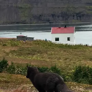 Explore Midnight Sun & Arctic Foxes for 3 days with Borea Adventures and discover unforgettable experiences - Photo 4