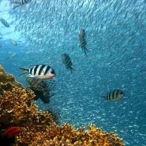 Explore Glass boat, Na’ama Bay over Coral Reef, Near Garden and Far Garden for 1 days with Booking To Egypt and discover unforgettable experiences - Photo 8