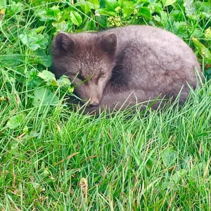 Explore Midnight Sun & Arctic Foxes for 3 days with Borea Adventures and discover unforgettable experiences - Photo 5