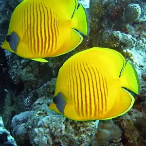 Explore 6 Days Cairo & Hurghada Tour for 6 days with Booking To Egypt and discover unforgettable experiences - Photo 11