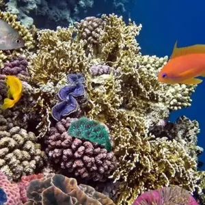 Explore Red Sea Diving 8 days from Amman for 8 days with Booking Tours and discover unforgettable experiences - Photo 3
